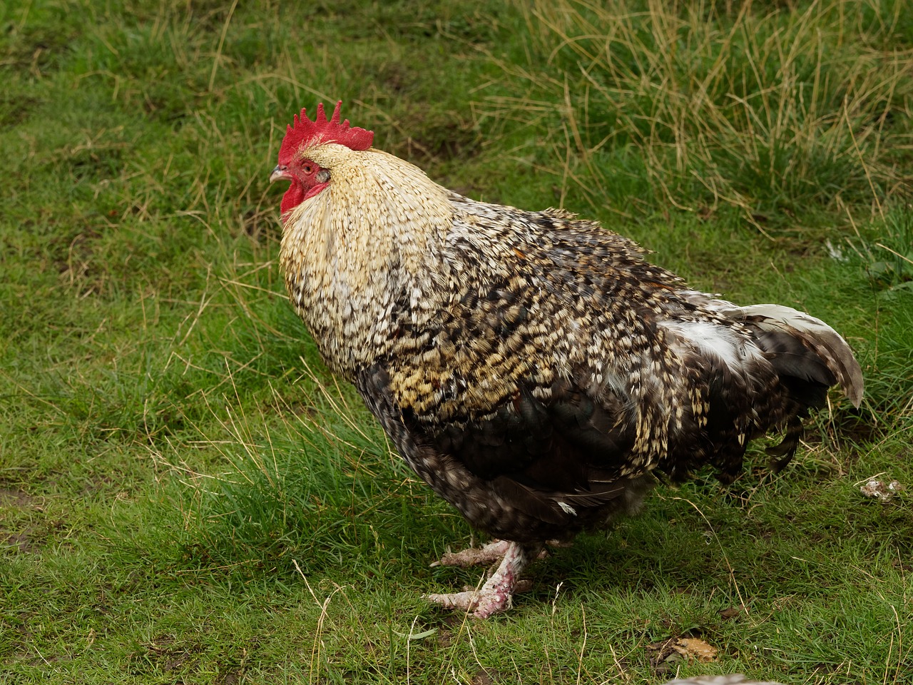 Image - cock hens poultry animal backyard