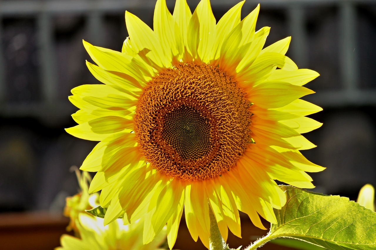 Image - sun flower blossom bloom yellow