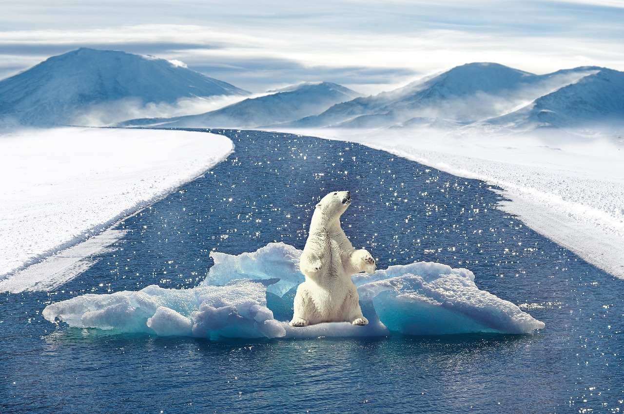 Image - polar bear climate change bear
