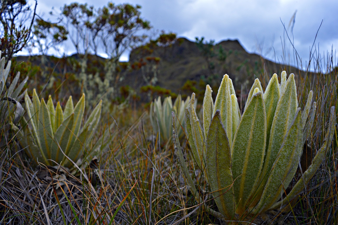 Image - paramo frailejon cold