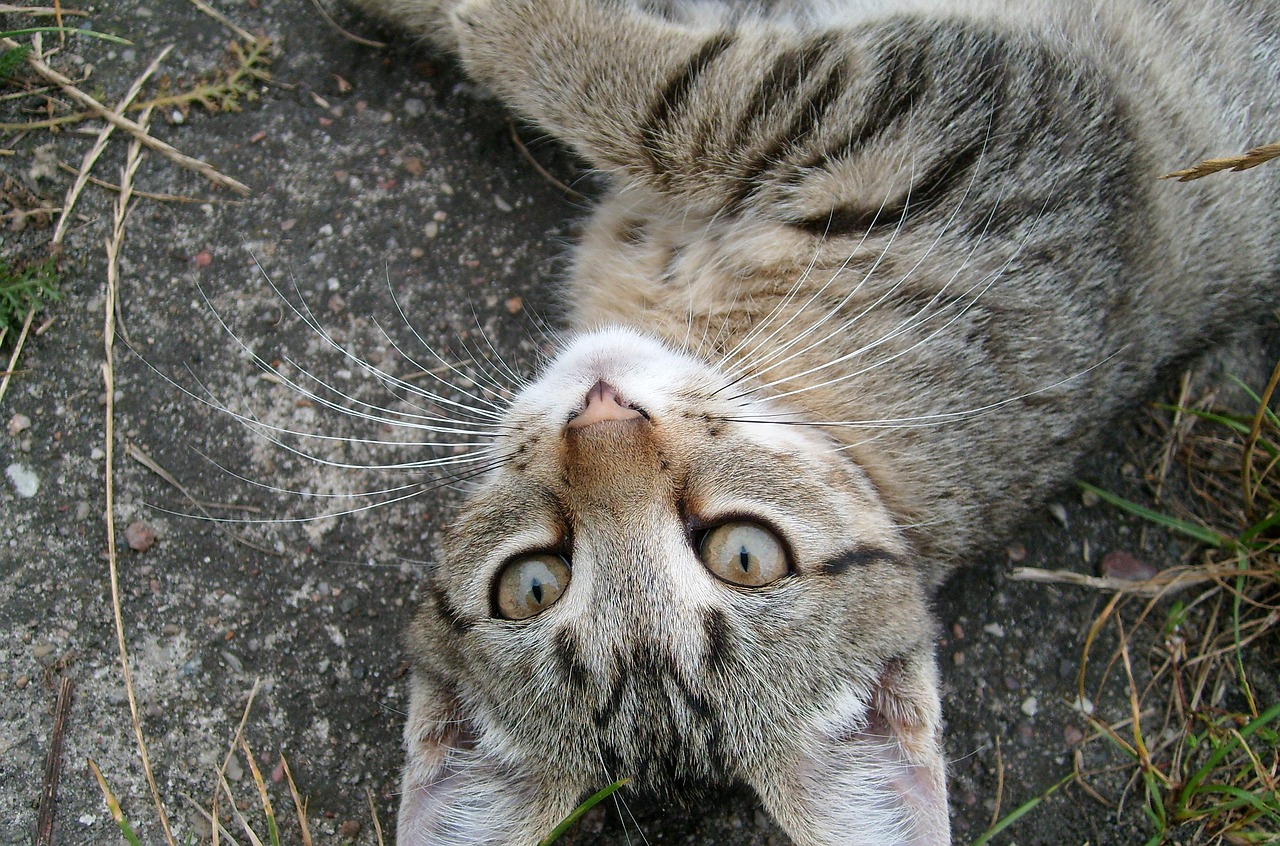 Image - cat animal animals look futrzak