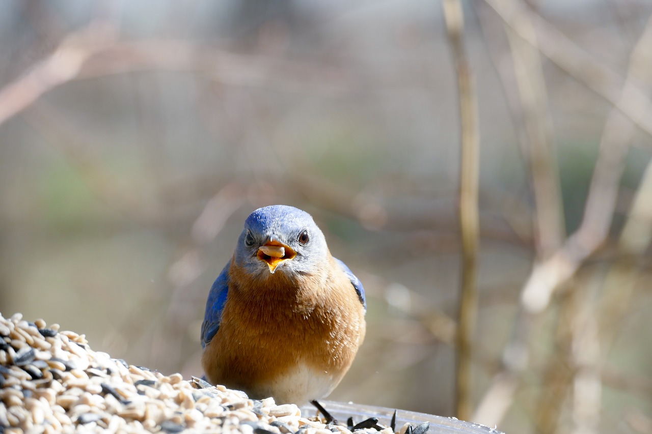 Image - eastern bluebird bluebird feeder