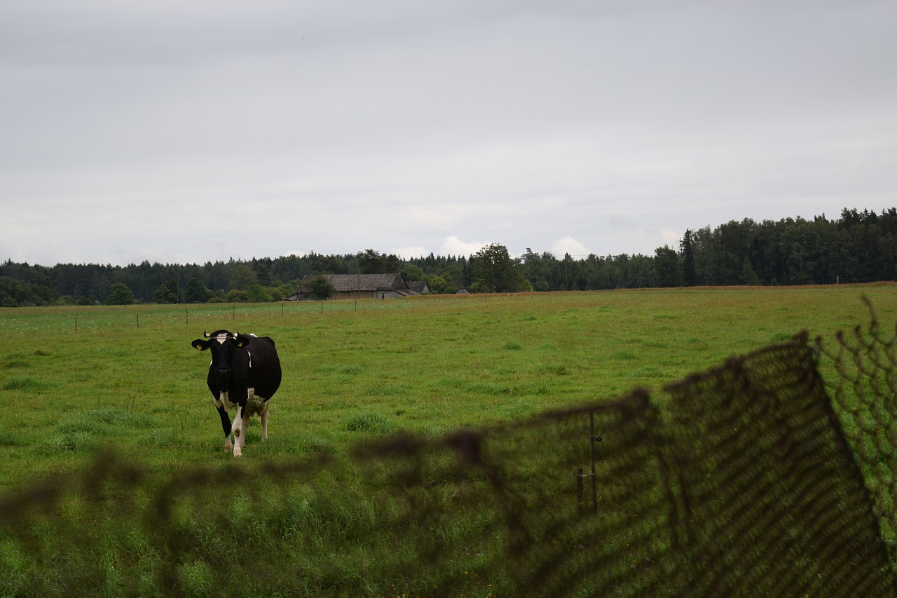 Image - cow farm village rural wire fence
