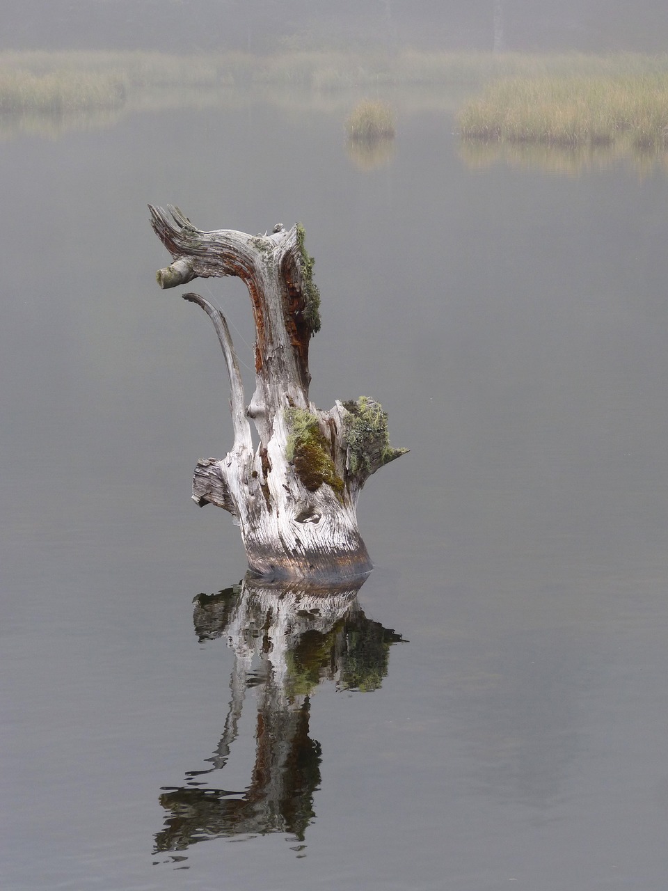 Image - water fog dead tree dream pond