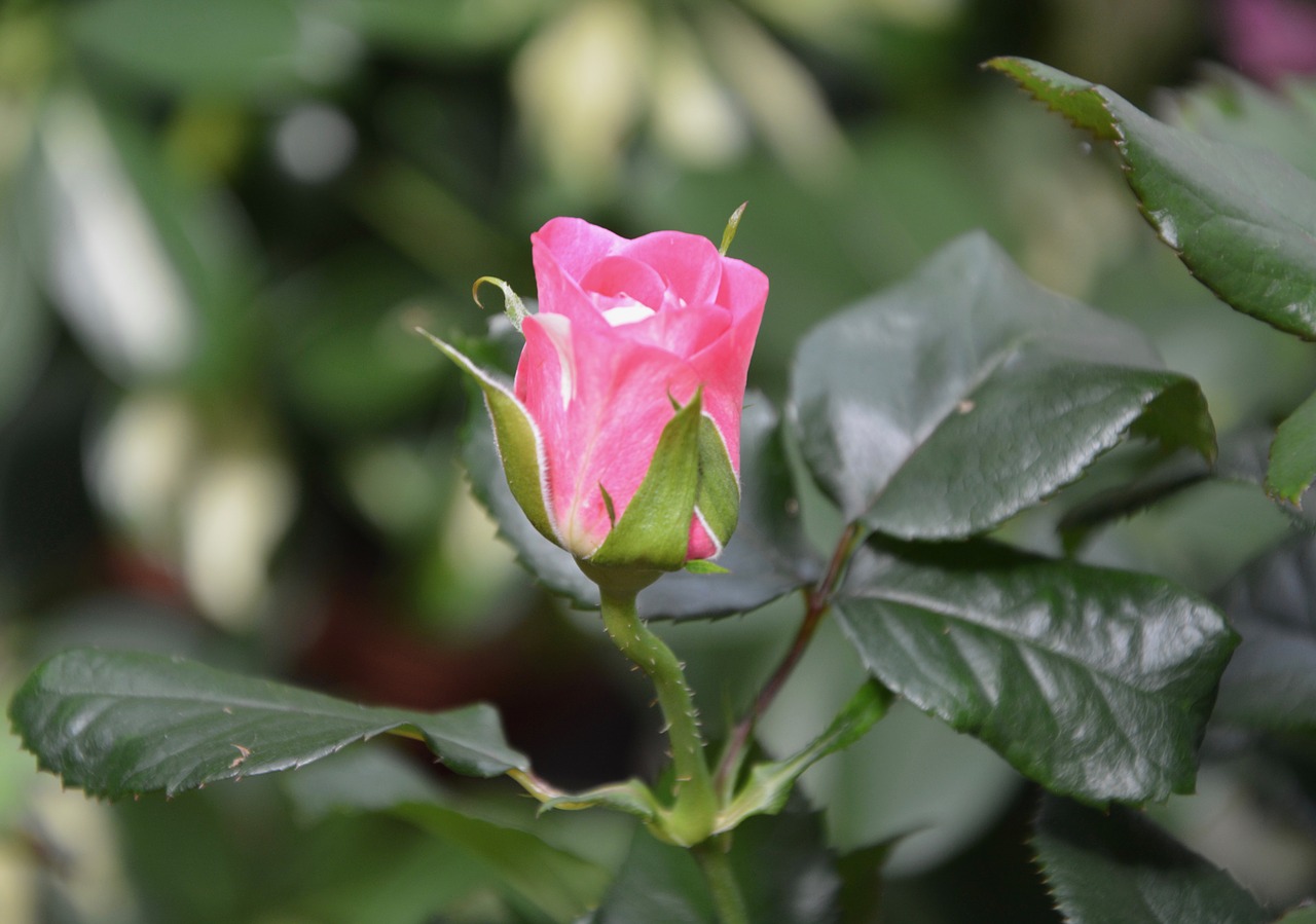 Image - pink color pink flower offer gift