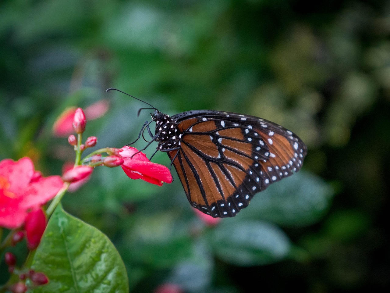 Image - butterfly monarch monarch butterfly