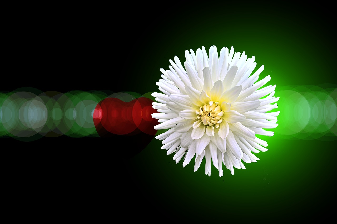 Image - plant heart love aperture