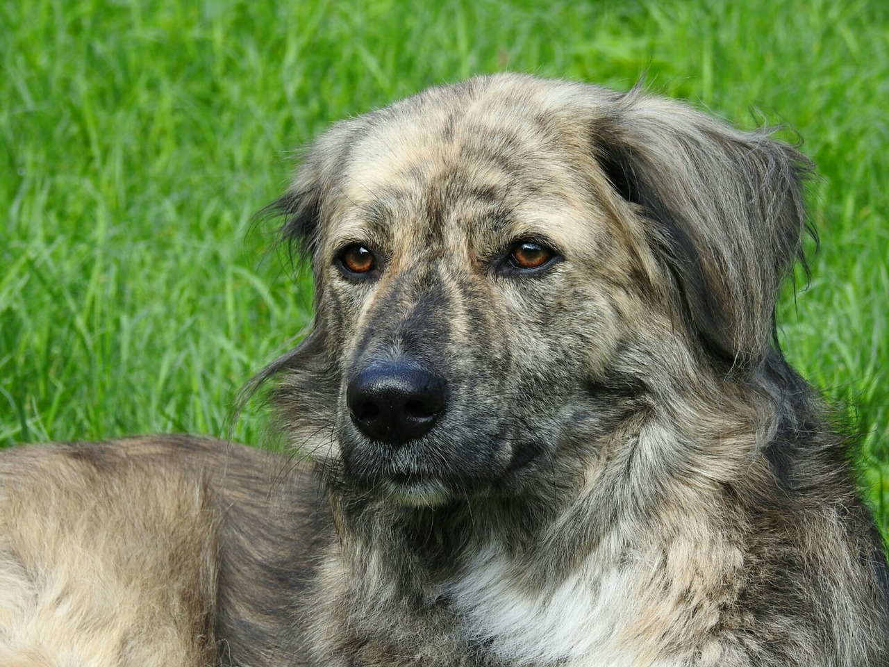 Image - dog dog head meadow