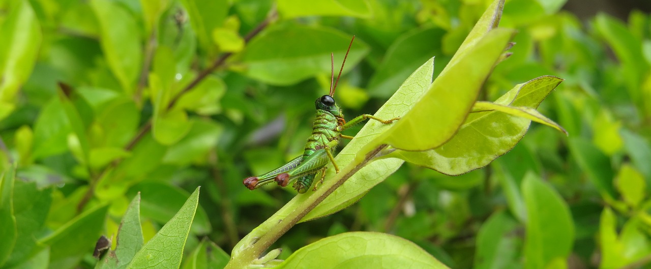 Image - insect cricket grasshopper quindio