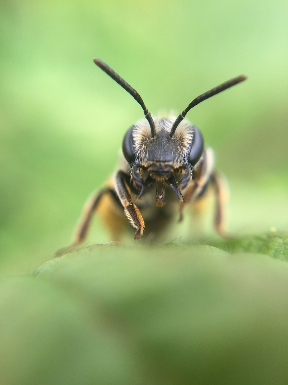 Image - bee macro green nature insect