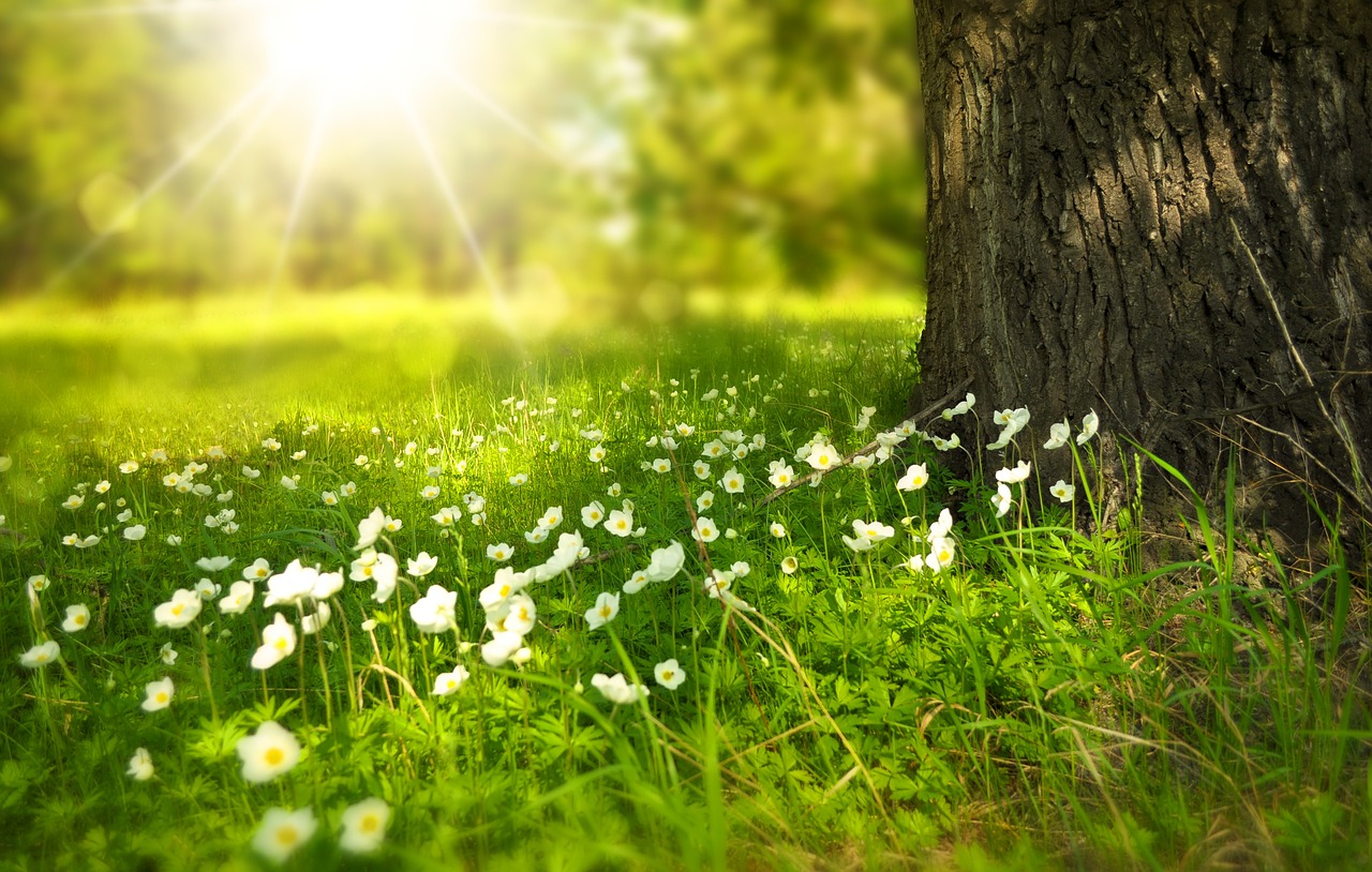 Image - spring tree flowers meadow wood