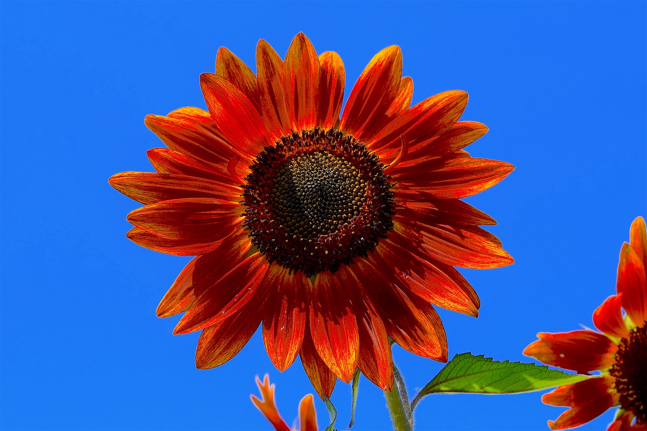 Image - sunflower red flower floral