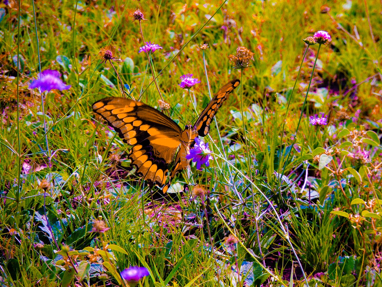 Image - giant swallowtail nature