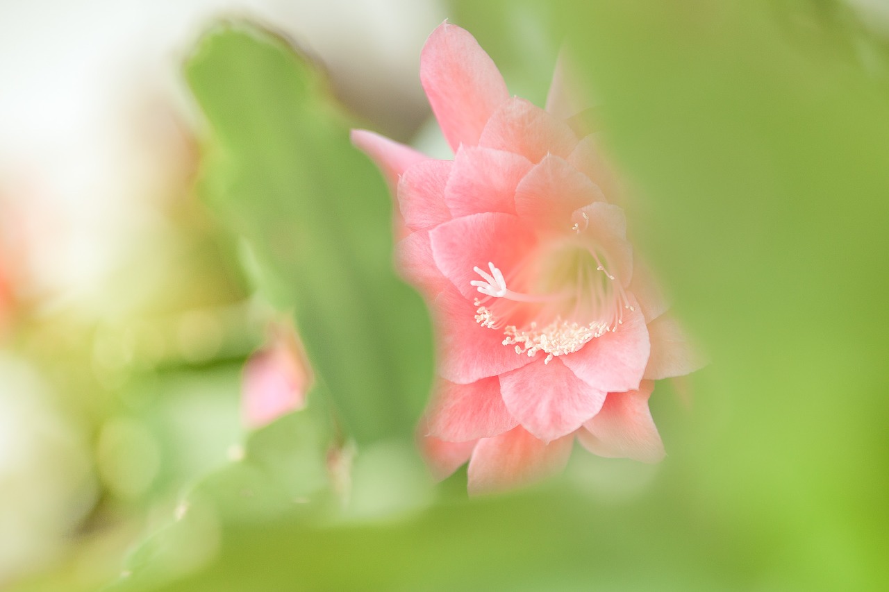 Image - plant leaf cacti blossom bloom