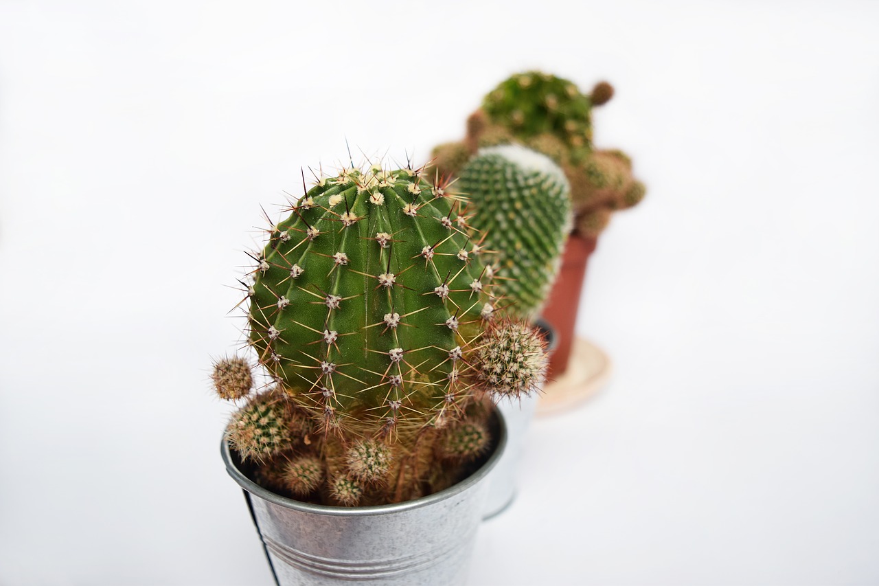 Image - plant succulent cactus cacti green