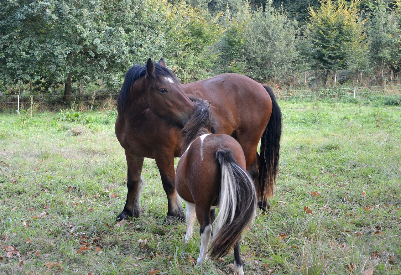 Image - horse shetland pony
