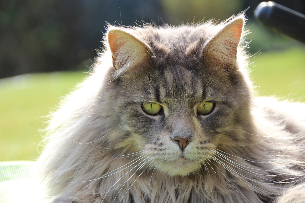 Image - maine coon breed cat cat pet