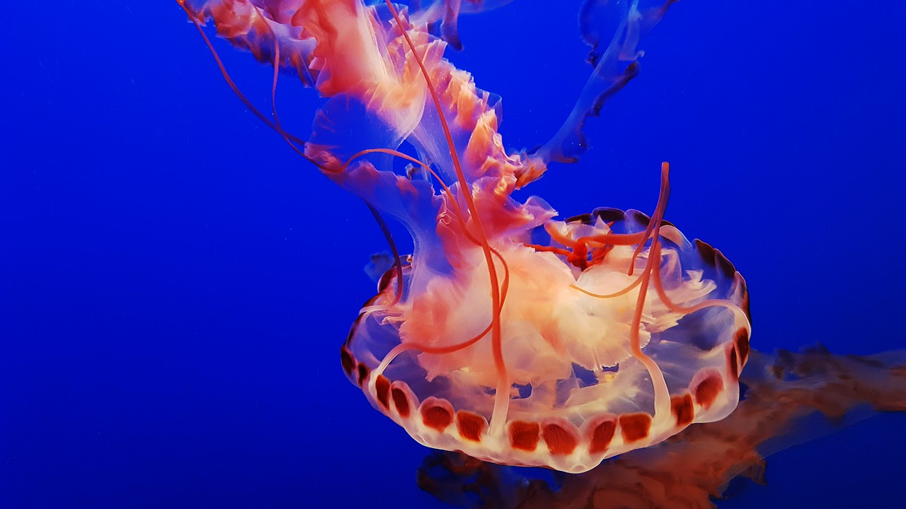 Image - monterey aquarium jelly blue