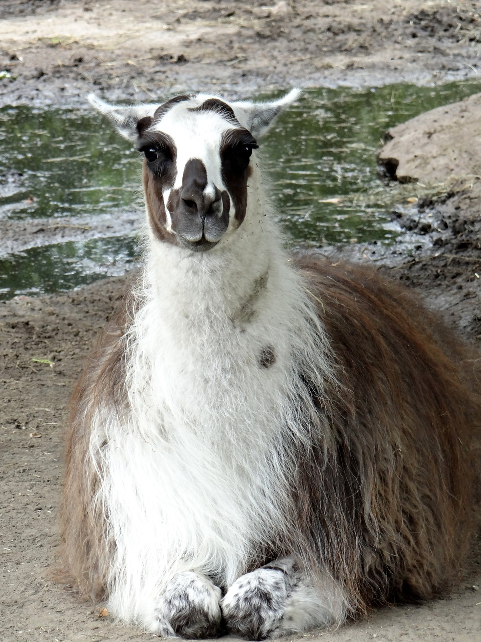Image - lama camelids ungulates mammal