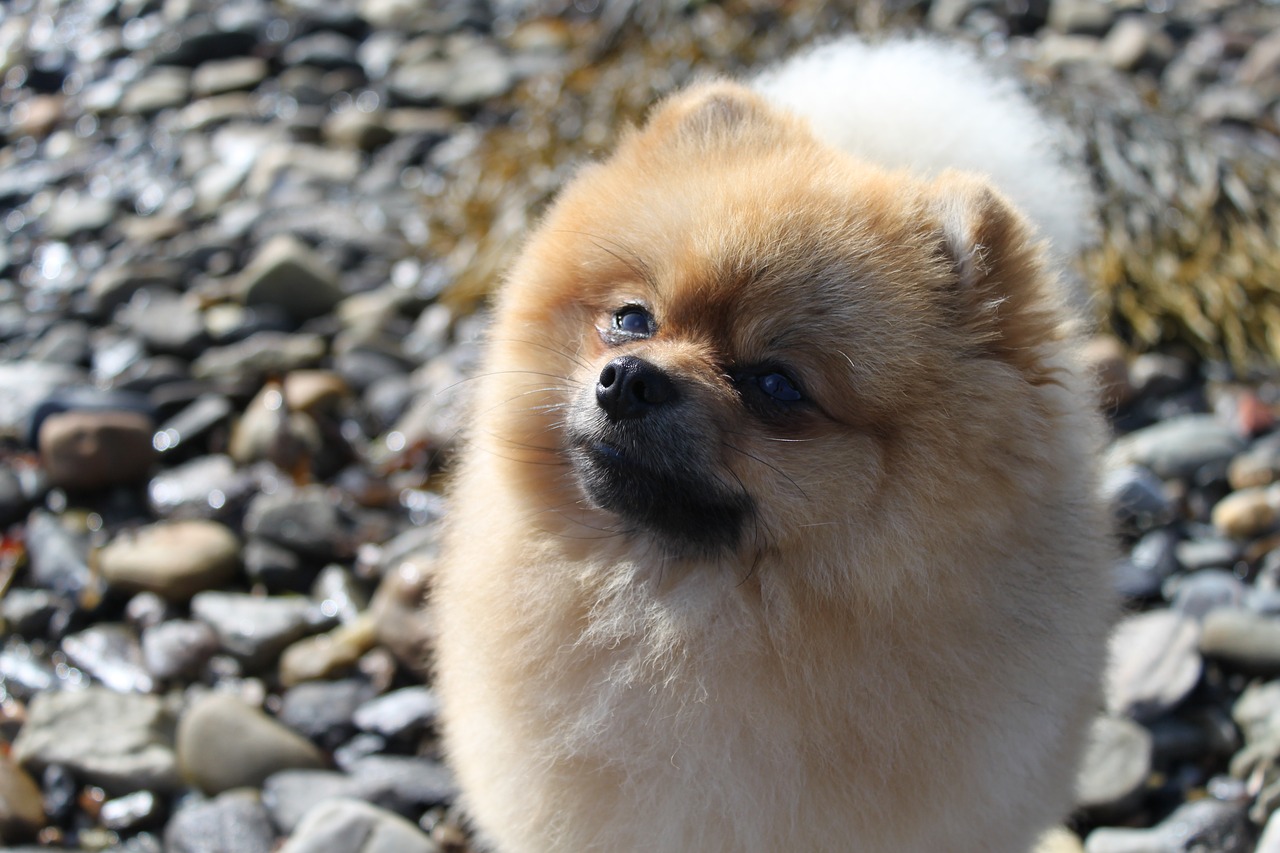 Image - spitz miniature animals thoroughbred