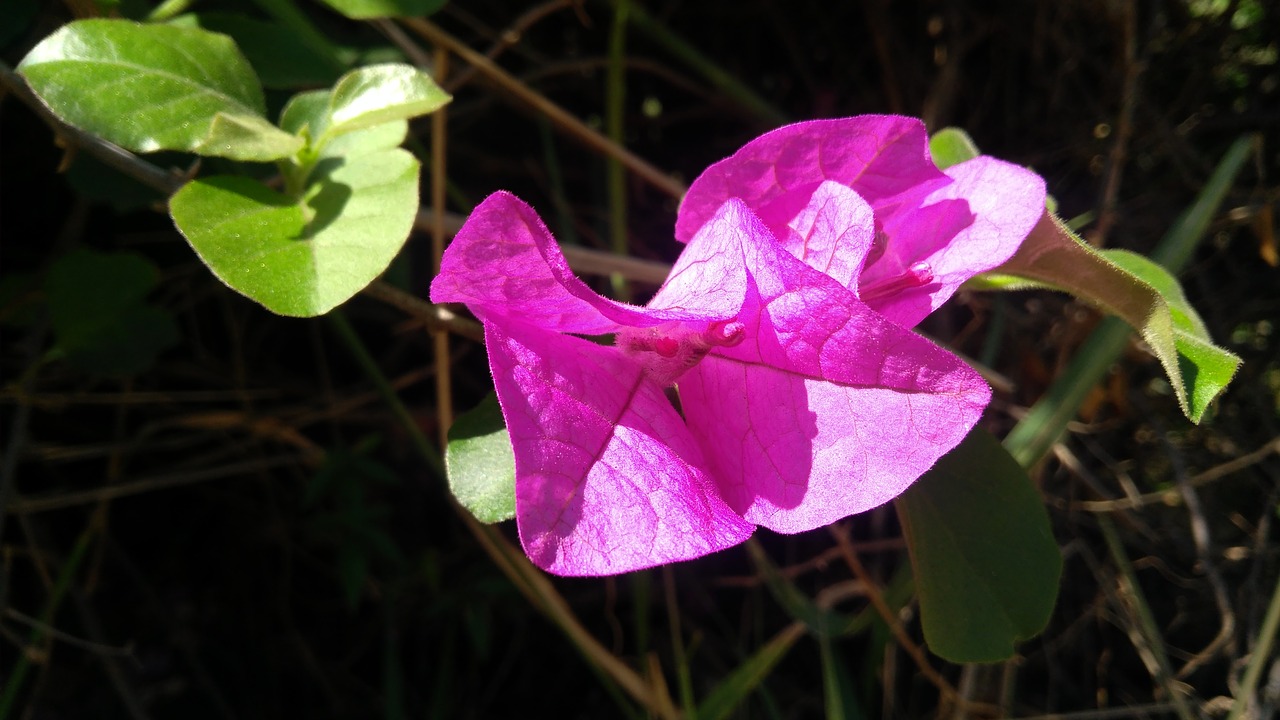 Image - flower nature enviroment