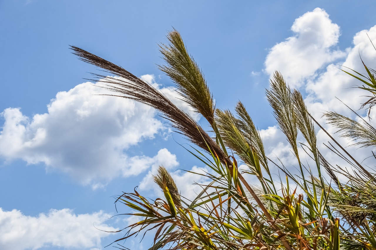 Image - reeds sky clouds nature autumn
