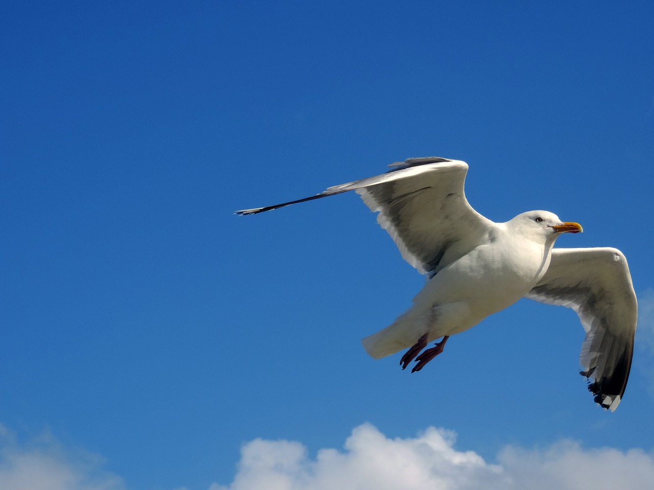 Image - seagull sky flight bird blue fly