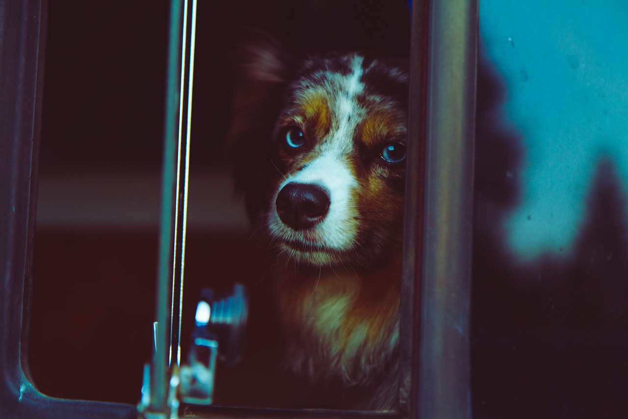 Image - dog face blue merle shepherd cute