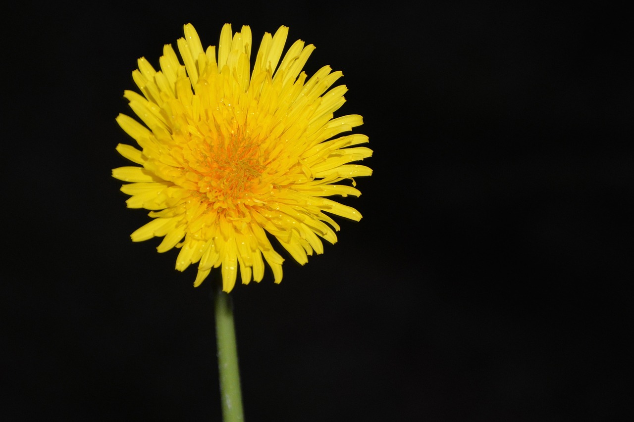 Image - yellow flower flower dandelion