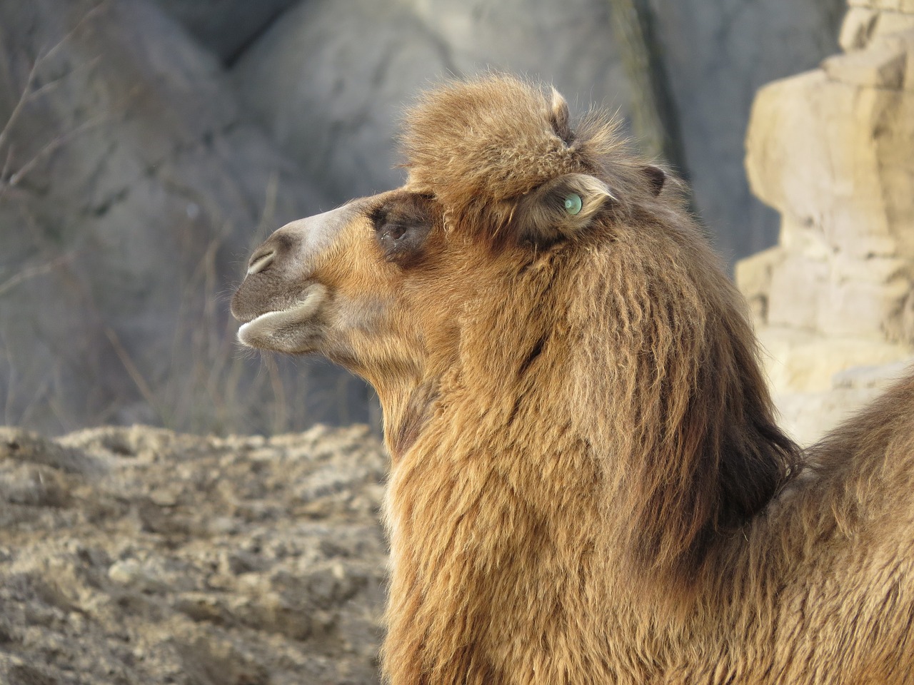 Image - camel mammal animals zoo head