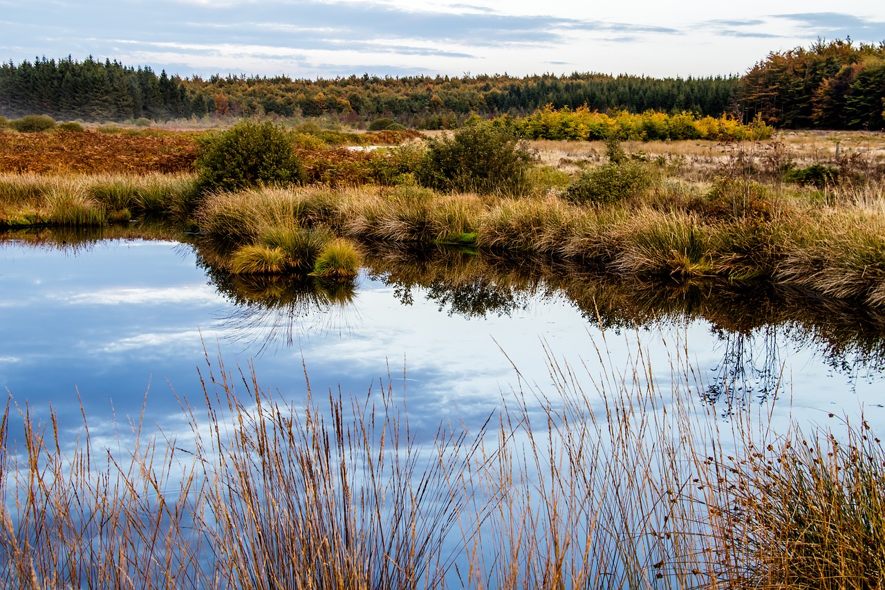 Image - moor swamp landscape nature