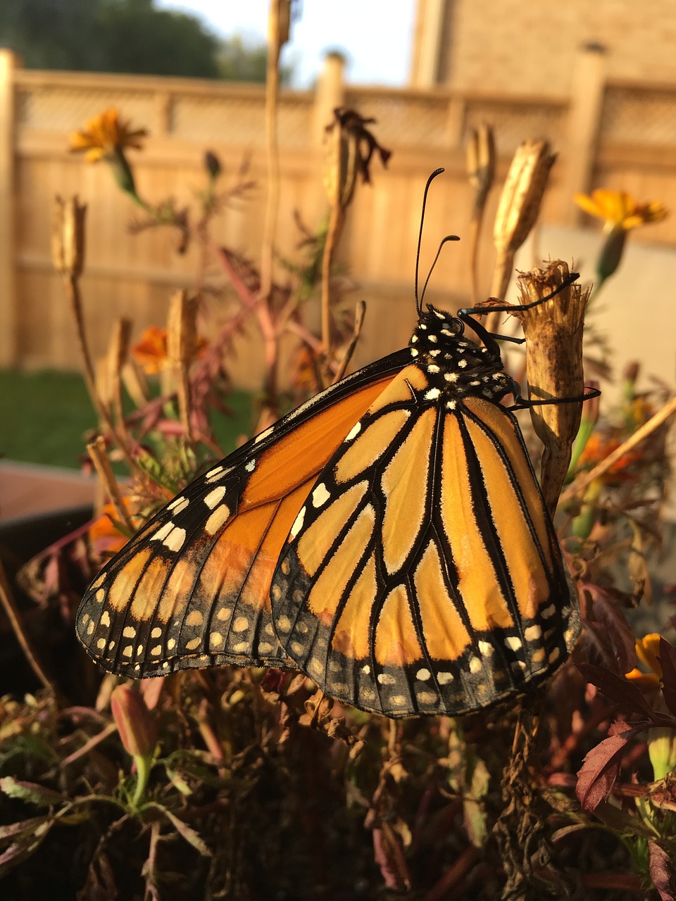 Image - monarch butterfly butterfly monarch