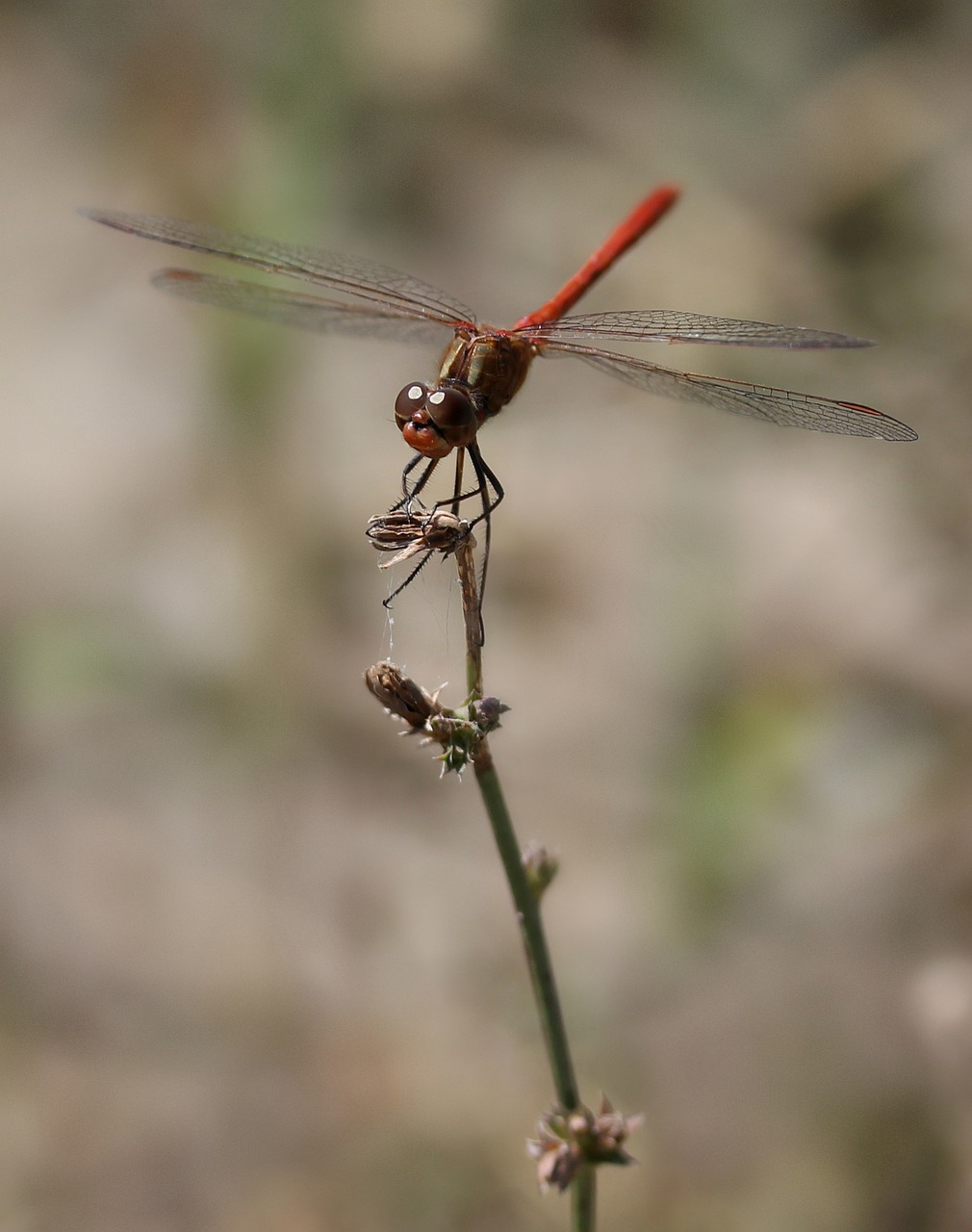 Image - dragonfly red wings insecta