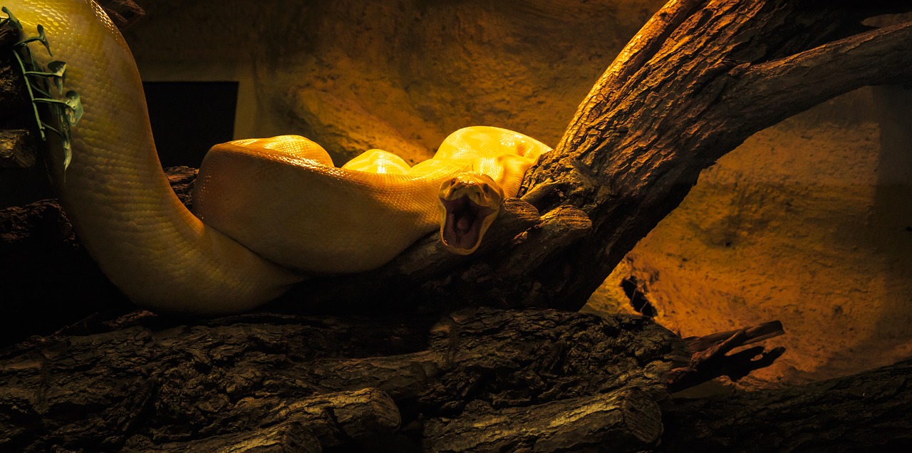 Image - snake aggressive reptile tree
