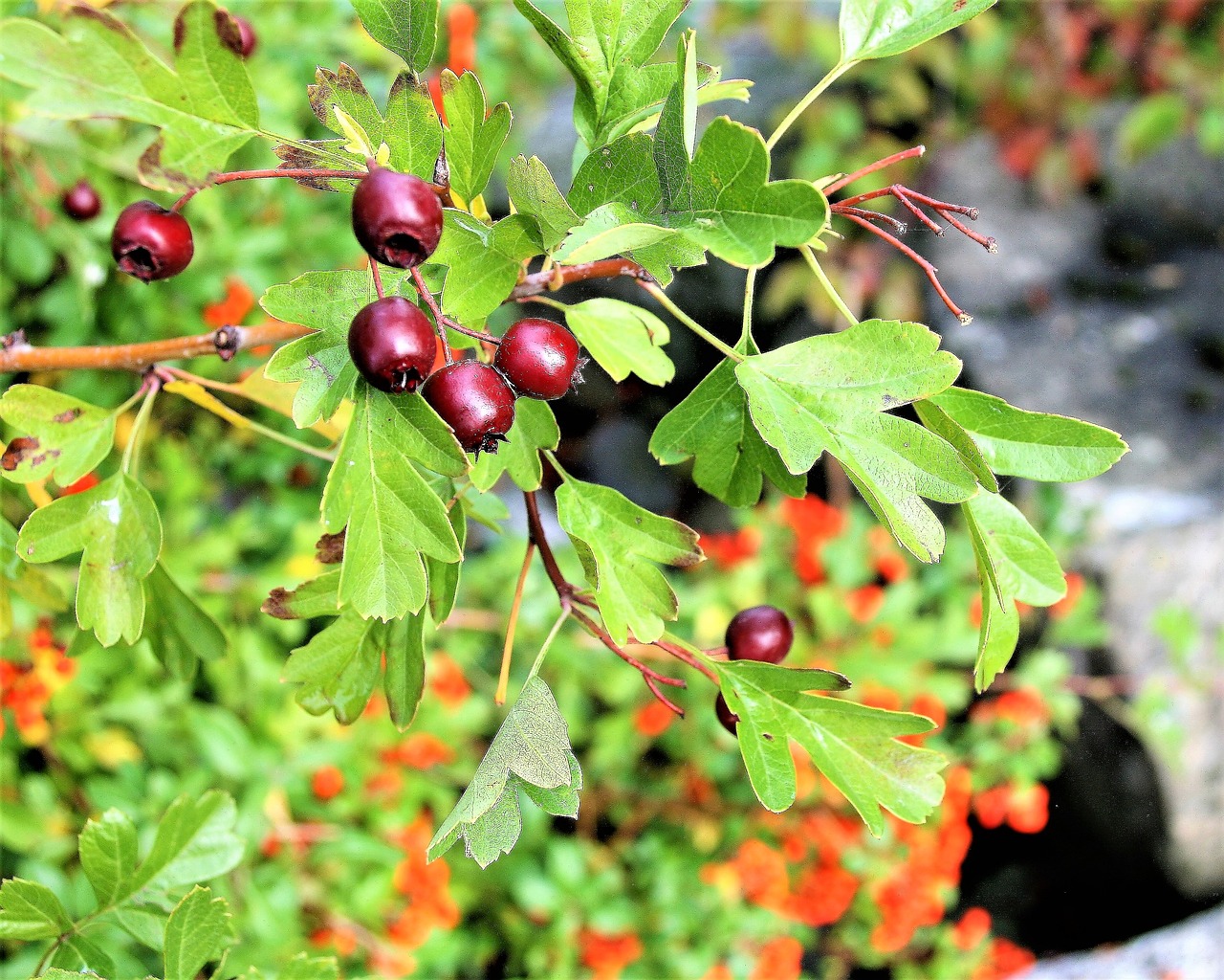 Image - autumn foliage bush fruit park