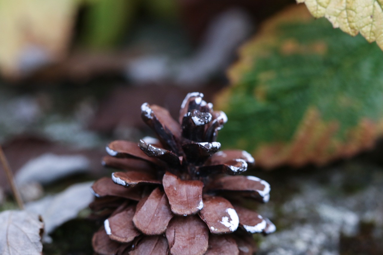 Image - pinecone autumn leaves fall