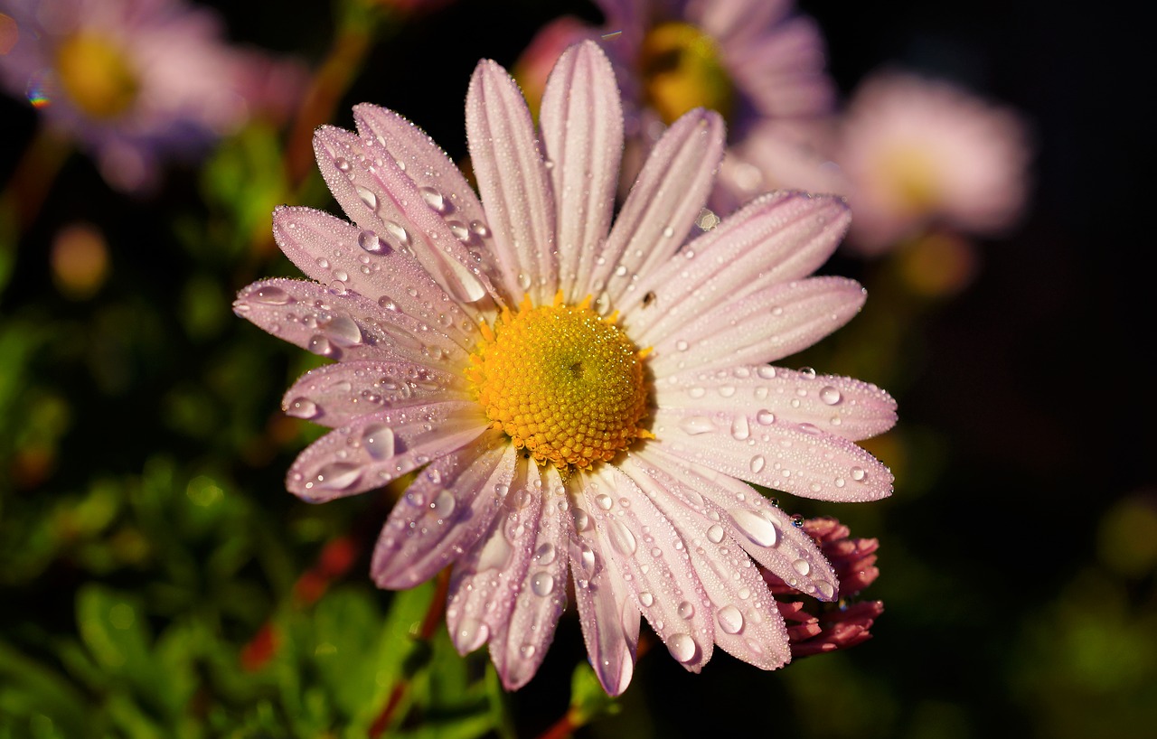 Image - flower blossom bloom tender pink