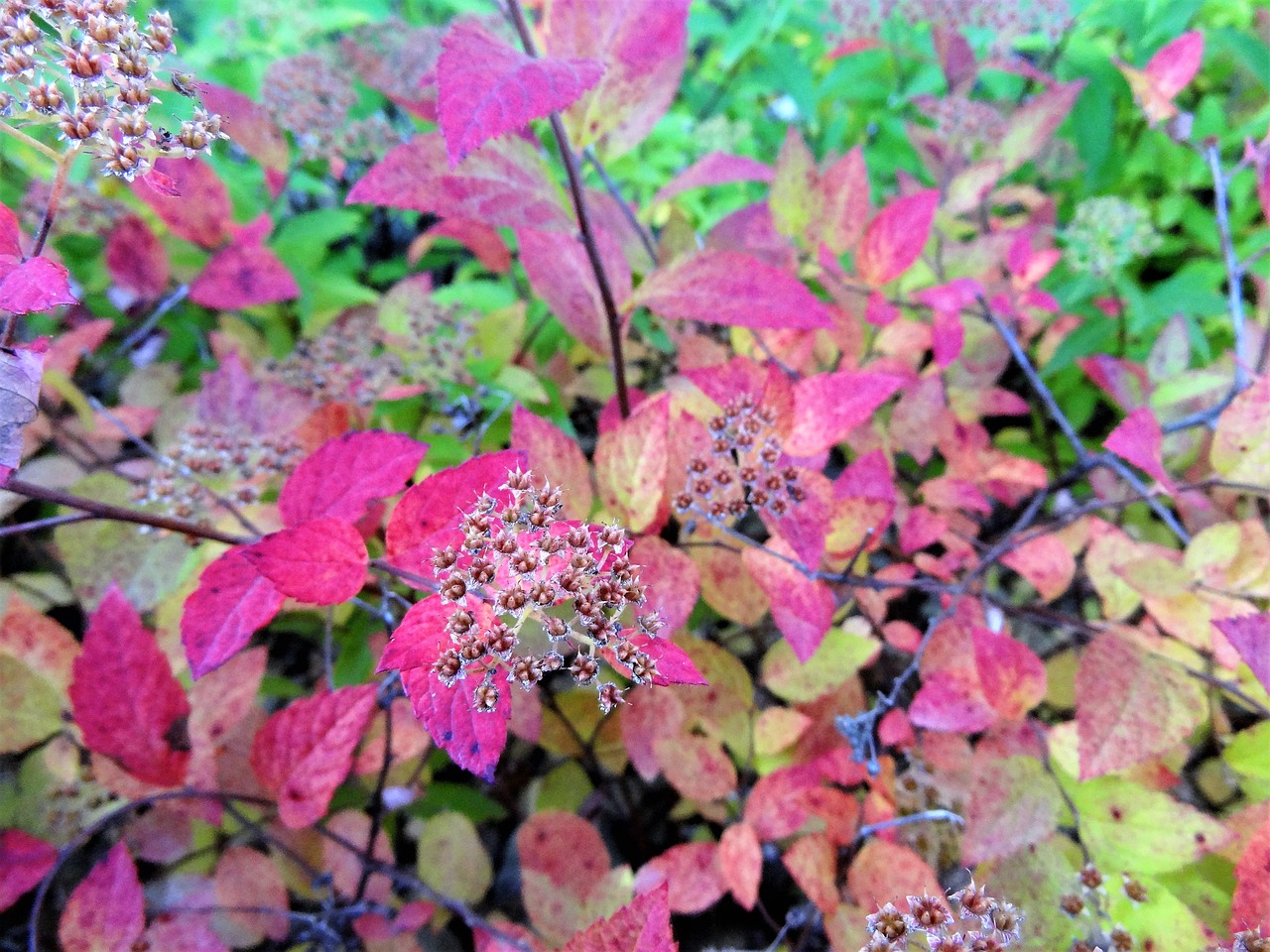 Image - nature colors autumn bush