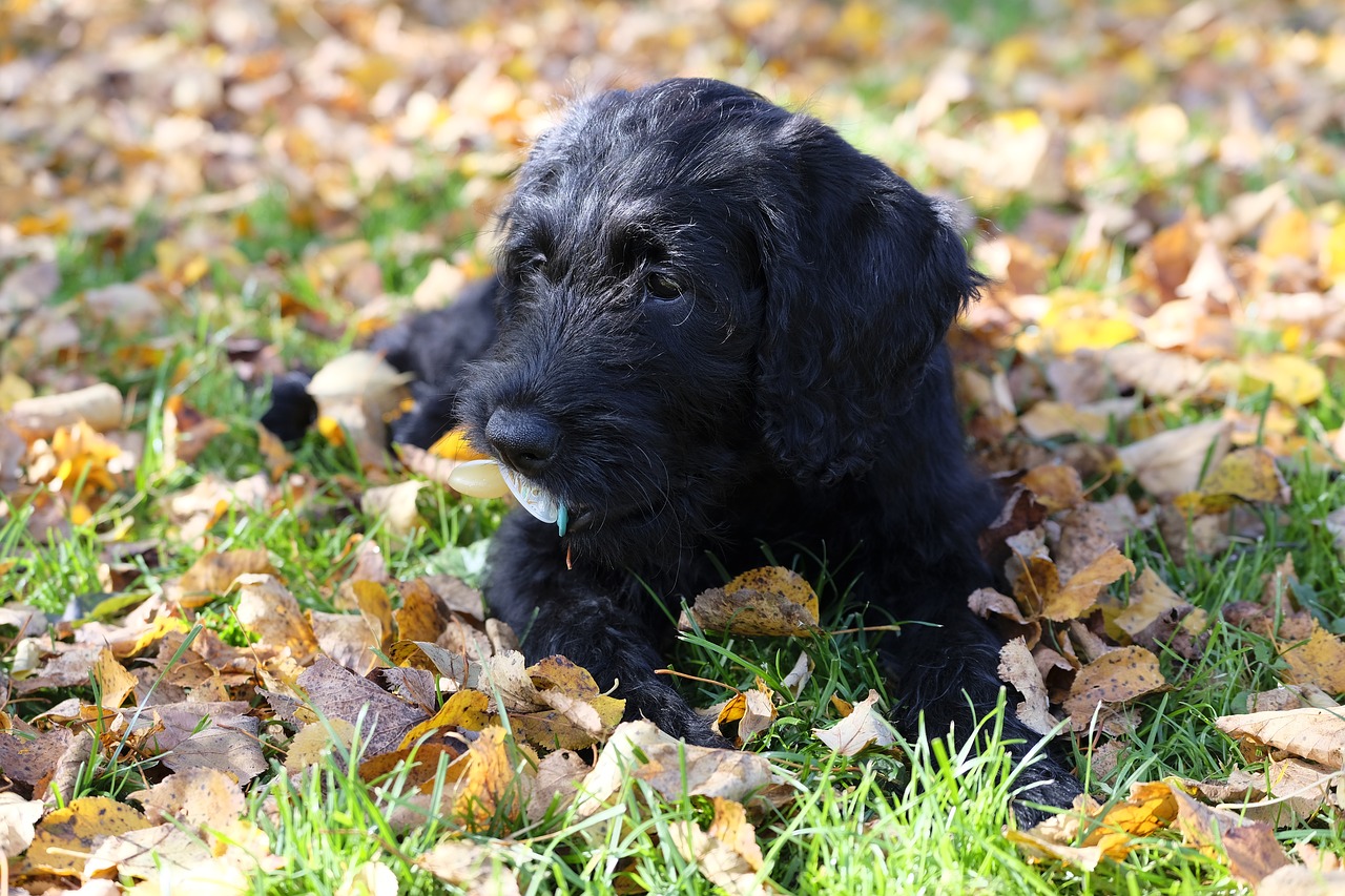 Image - dog puppy baby child pacifier