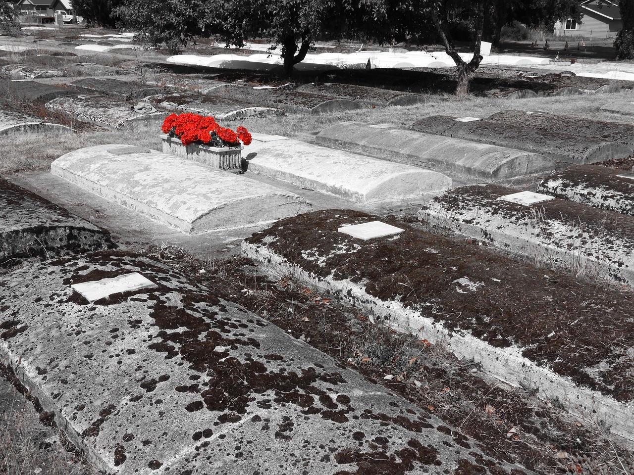 Image - grave tomb graveyard flowers color