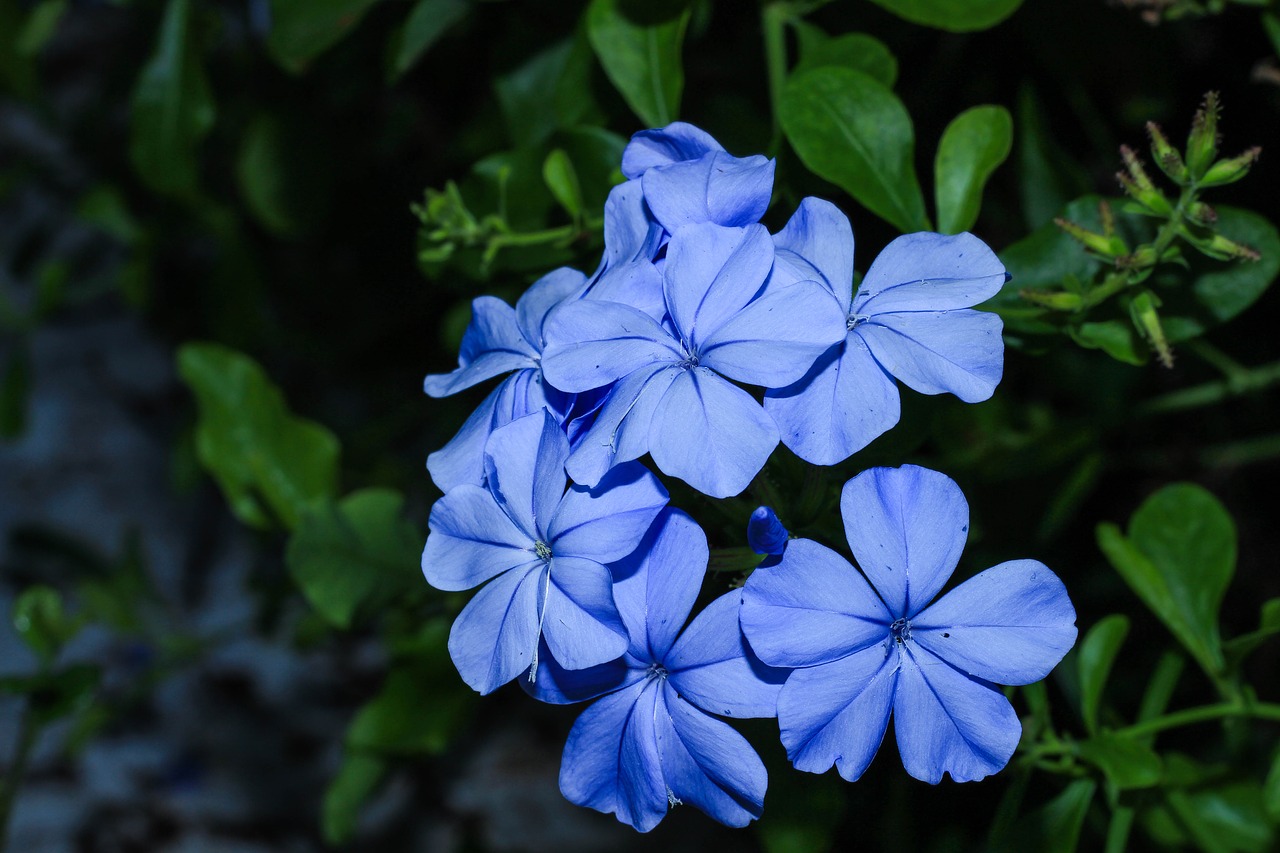 Image - blue flower nature garden