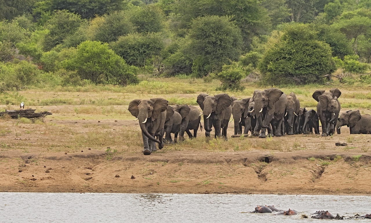 Image - elephant herd stampede riverbank