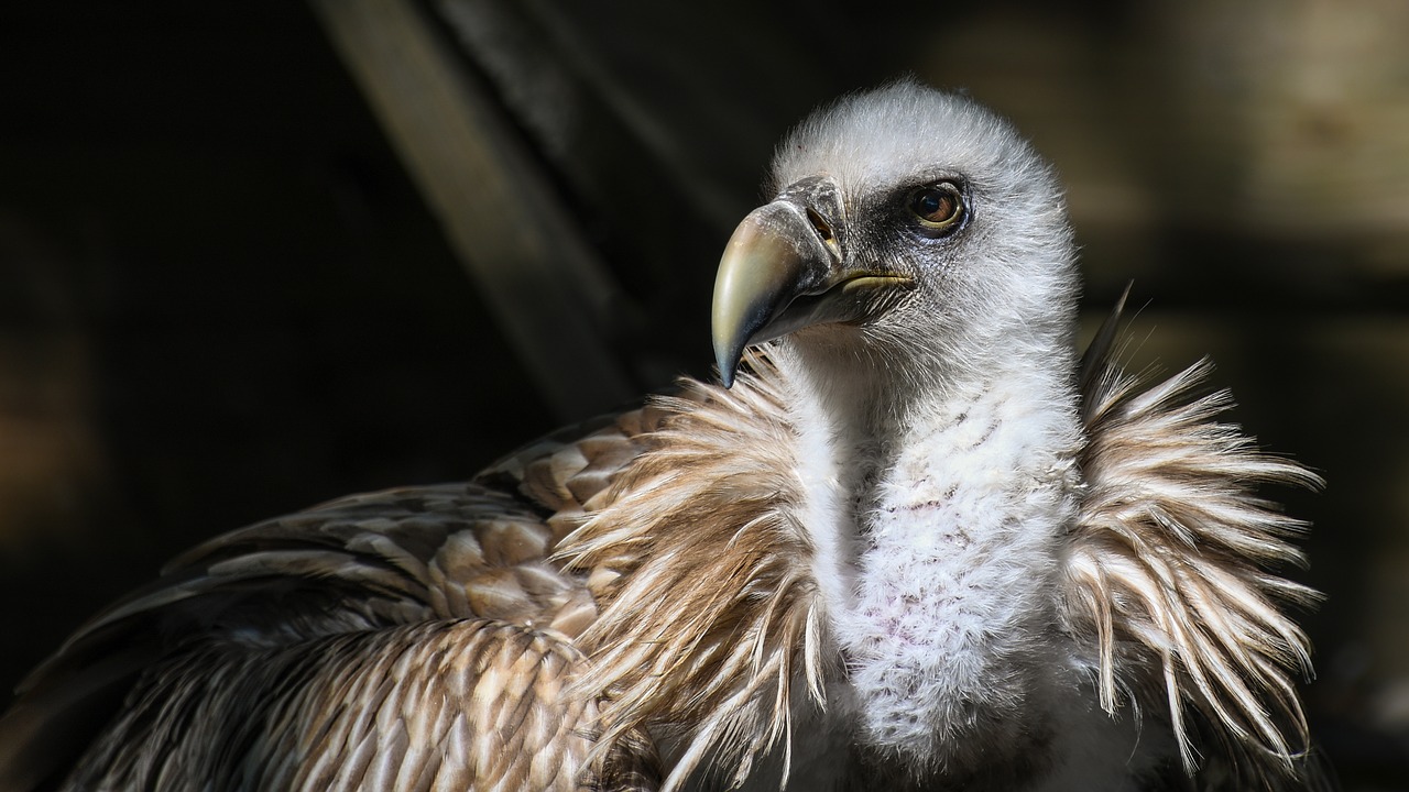 Image - vulture tawny raptor bird