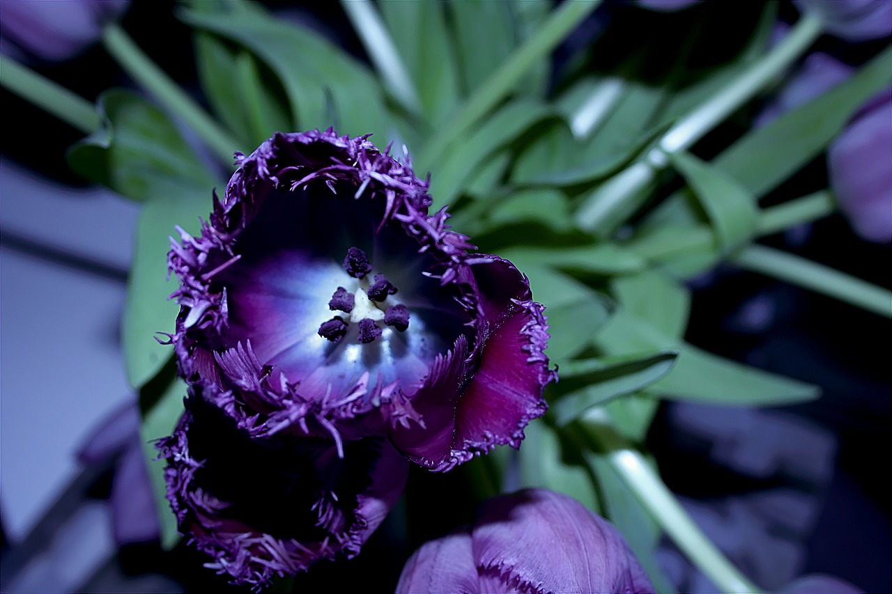 Image - tulip flower violet tulpenbluete