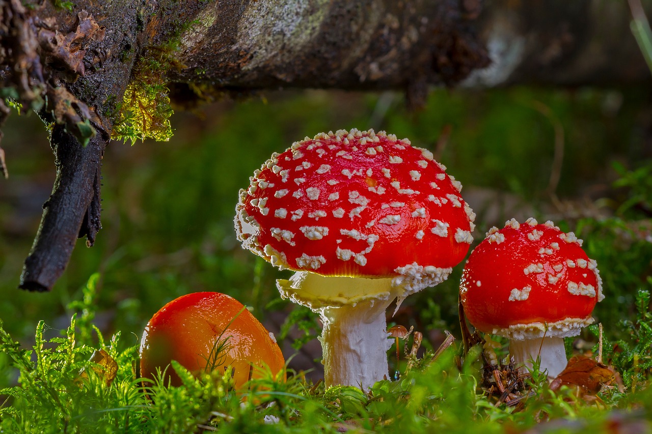 Image - fly agaric mushroom