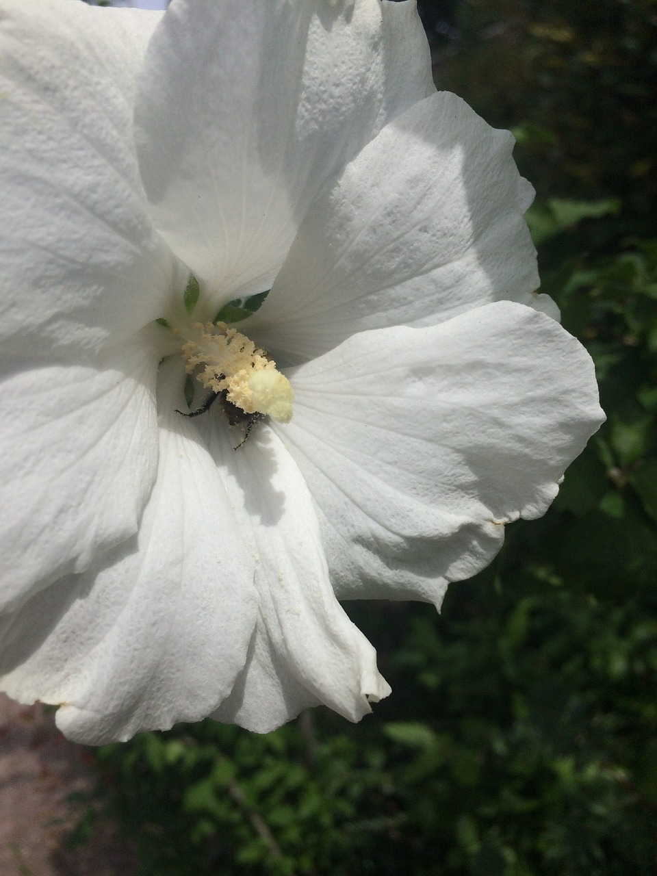 Image - hibiscus flower shrub bloom pestle
