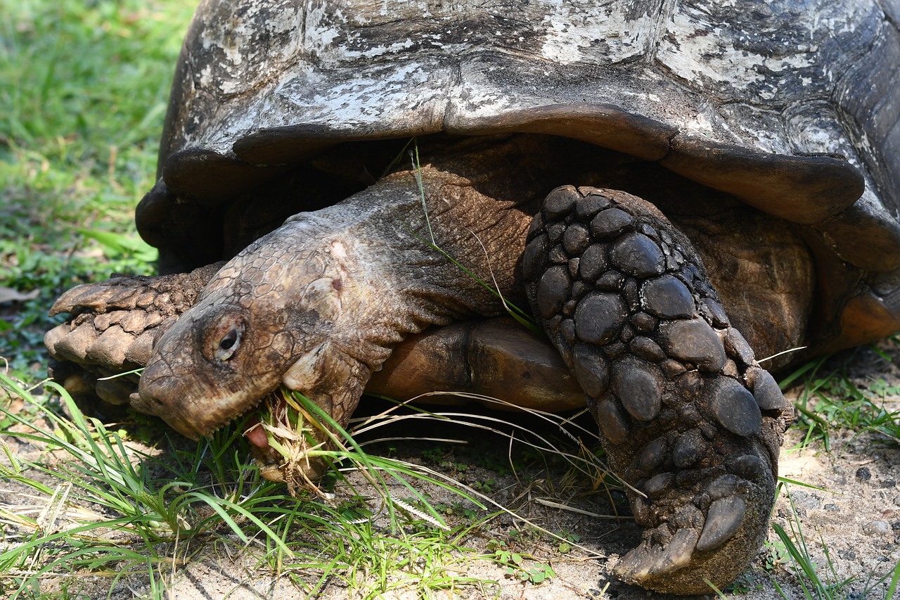 Image - tortoise old tortoise reptile