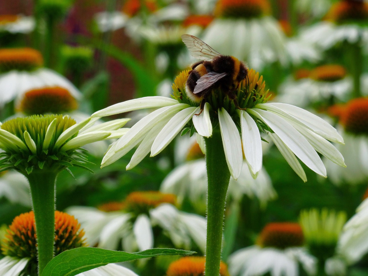 Image - bee pollination flower wing nature