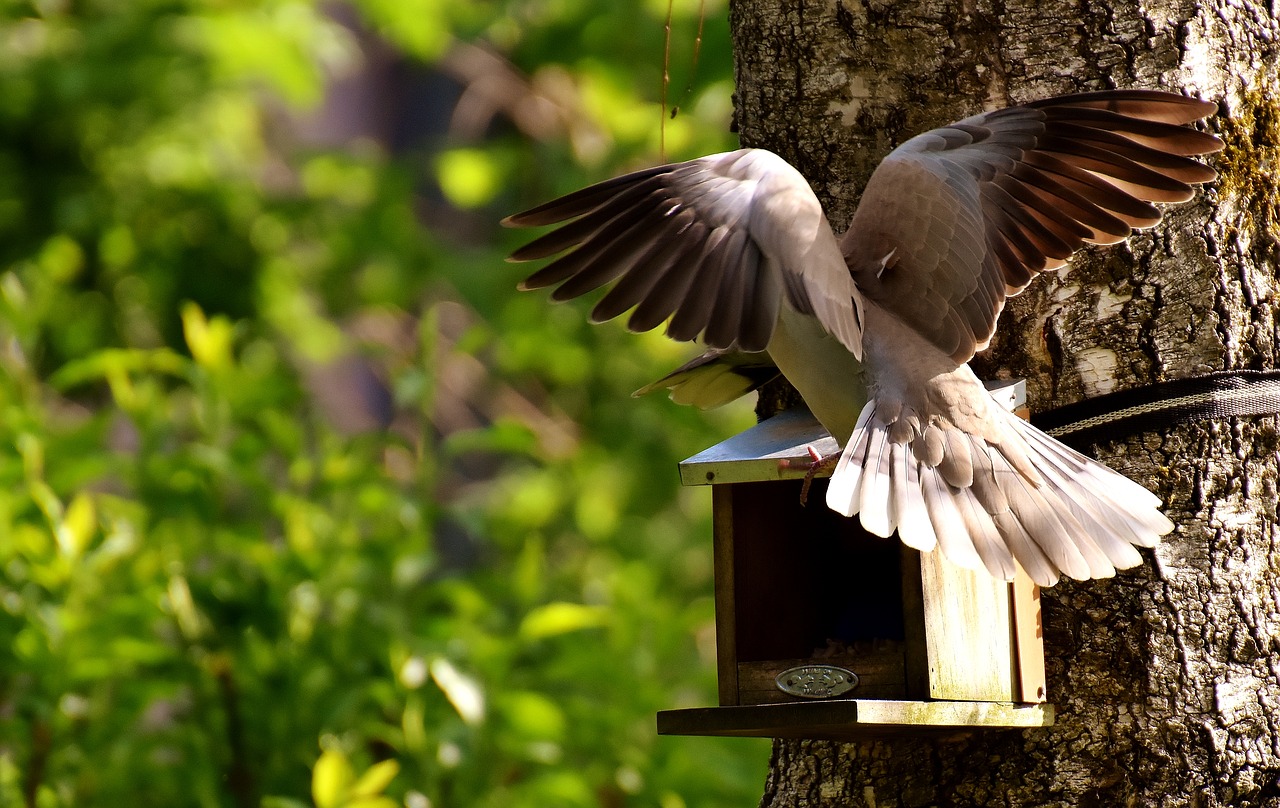 Image - pigeons bird food birds feather