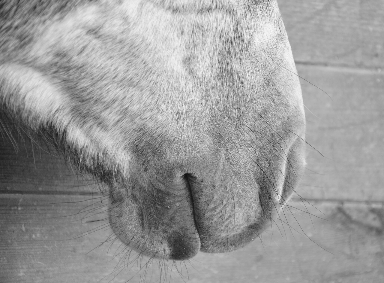 Image - horse mouth snout domestic animal